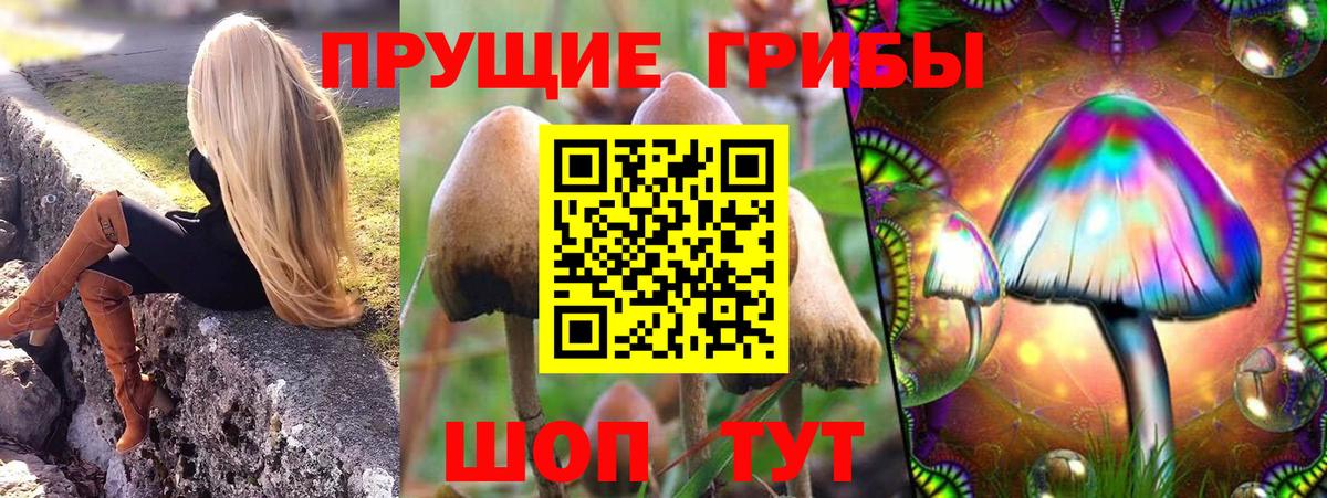 Псилоцибиновые грибы Psilocybe Тара